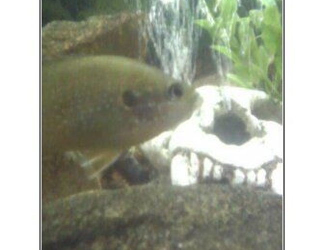 freshwater fish - lepomis cyanellus - green sunfish stocking in 28 gallons tank - another green sunfish picture freshwater fish - lepomis cyanellus - green sunfish stocking in 28 gallons tank - another green sunfish picture