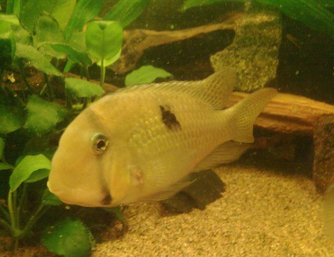 freshwater fish - guianacara geayi - bandit cichlid stocking in 59 gallons tank - Guianacara geayi freshwater fish - guianacara geayi - bandit cichlid stocking in 59 gallons tank - Guianacara geayi