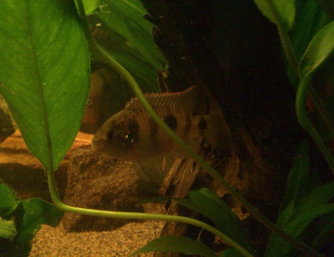 freshwater fish - anomalochromis thomasi - african butterfly cichlid stocking in 59 gallons tank - Anomalochromis thomasi freshwater fish - anomalochromis thomasi - african butterfly cichlid stocking in 59 gallons tank - Anomalochromis thomasi