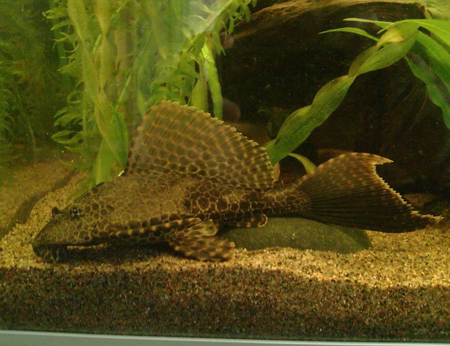 freshwater fish - glyptoperichthys gibbiceps - sailfin pleco (l-83) stocking in 59 gallons tank - Sailfin pleco - Glyptoperichthys gibbiceps freshwater fish - glyptoperichthys gibbiceps - sailfin pleco (l-83) stocking in 59 gallons tank - Sailfin pleco - Glyptoperichthys gibbiceps