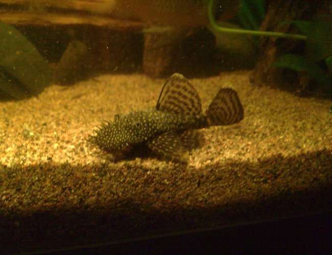 freshwater fish - ancistrus sp. - bushy nose pleco l-144 stocking in 59 gallons tank - Ancistrus sp. freshwater fish - ancistrus sp. - bushy nose pleco l-144 stocking in 59 gallons tank - Ancistrus sp.