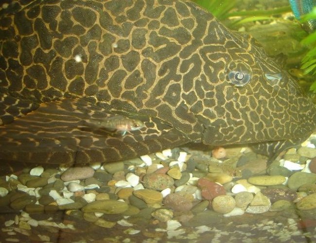 freshwater fish - glyptoperichthys gibbiceps - sailfin pleco (l-83) stocking in 70 gallons tank - alevin cichlid et pleco freshwater fish - glyptoperichthys gibbiceps - sailfin pleco (l-83) stocking in 70 gallons tank - alevin cichlid et pleco