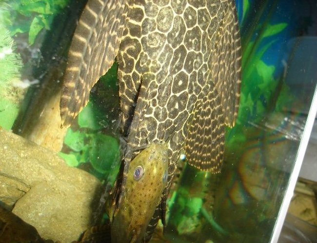 freshwater fish - glyptoperichthys gibbiceps - sailfin pleco (l-83) stocking in 70 gallons tank - pleco synodontis freshwater fish - glyptoperichthys gibbiceps - sailfin pleco (l-83) stocking in 70 gallons tank - pleco synodontis