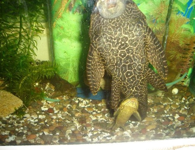 freshwater fish - glyptoperichthys gibbiceps - sailfin pleco (l-83) stocking in 70 gallons tank - syndontis pleco freshwater fish - glyptoperichthys gibbiceps - sailfin pleco (l-83) stocking in 70 gallons tank - syndontis pleco