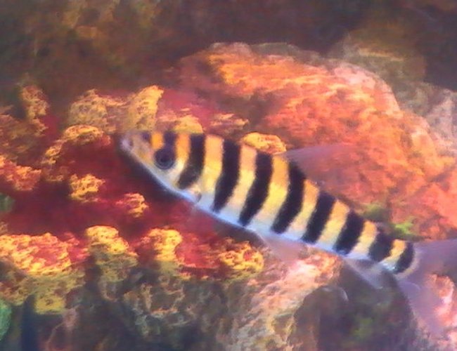 freshwater fish - leporinus fasciatus - banded leporinus stocking in 30 gallons tank - Clown Loach freshwater fish - leporinus fasciatus - banded leporinus stocking in 30 gallons tank - Clown Loach