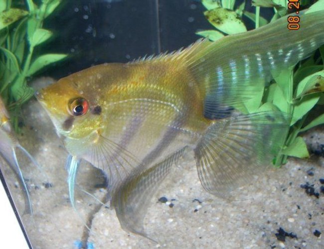 freshwater fish - pterophyllum sp. - silver zebra angel stocking in 6 gallons tank - Angel Fish freshwater fish - pterophyllum sp. - silver zebra angel stocking in 6 gallons tank - Angel Fish