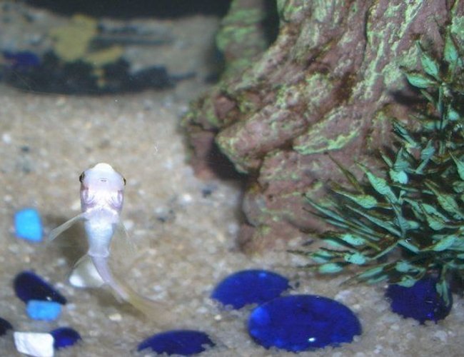 freshwater fish - gyrinocheilos aymonieri - gold algae eater stocking in 6 gallons tank - Gold Algae Eater (juvenile) freshwater fish - gyrinocheilos aymonieri - gold algae eater stocking in 6 gallons tank - Gold Algae Eater (juvenile)