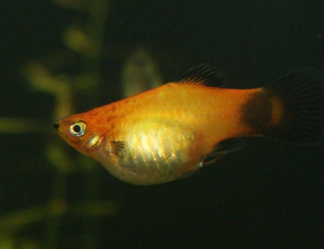 freshwater fish - xiphophorus maculatus - assorted platy stocking in 80 gallons tank - 6 month old Platy born in my tank freshwater fish - xiphophorus maculatus - assorted platy stocking in 80 gallons tank - 6 month old Platy born in my tank
