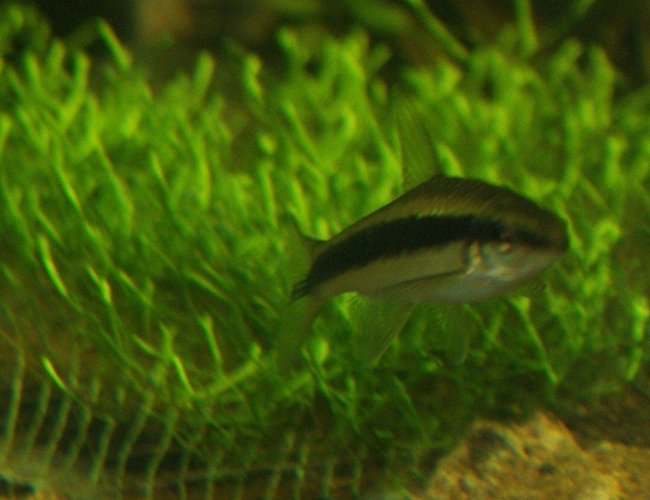 freshwater fish - crossocheilus siamensis - siamese algae eater stocking in 80 gallons tank - Suamese Algae Eater freshwater fish - crossocheilus siamensis - siamese algae eater stocking in 80 gallons tank - Suamese Algae Eater