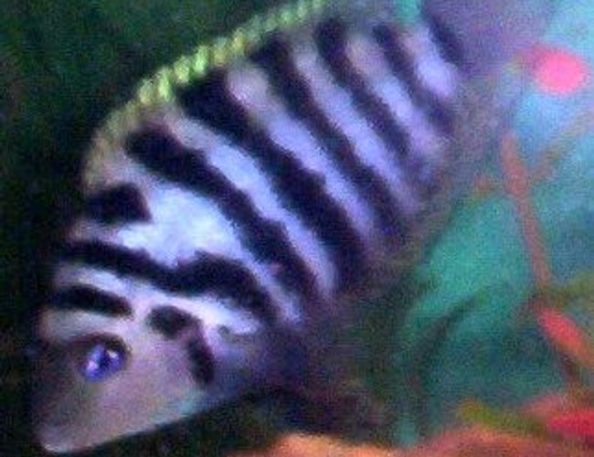 freshwater fish - archocentrus nigrofasciatus - black convict cichlid stocking in 75 gallons tank - Convict freshwater fish - archocentrus nigrofasciatus - black convict cichlid stocking in 75 gallons tank - Convict