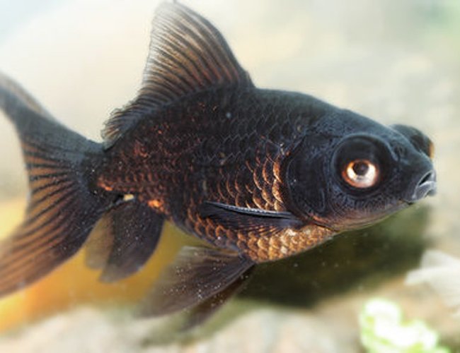 freshwater fish - carassius auratus - black moor goldfish stocking in 72 gallons tank - baby black moor freshwater fish - carassius auratus - black moor goldfish stocking in 72 gallons tank - baby black moor