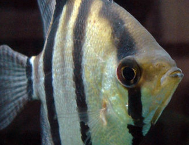 freshwater fish - pterophyllum scalare - angelfish stocking in 55 gallons tank - My grizzled angelfish, Cerberus, showing off his full color. freshwater fish - pterophyllum scalare - angelfish stocking in 55 gallons tank - My grizzled angelfish, Cerberus, showing off his full color.