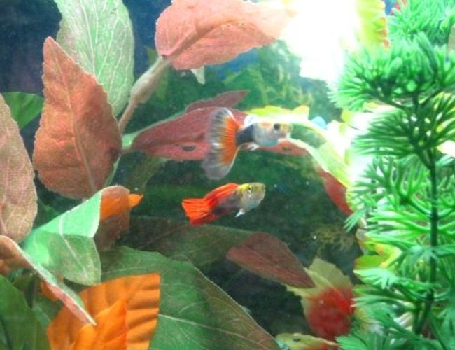 freshwater fish - poecilia reticulata - orange sunshine guppy stocking in 10 gallons tank - A couple of our Guppies freshwater fish - poecilia reticulata - orange sunshine guppy stocking in 10 gallons tank - A couple of our Guppies