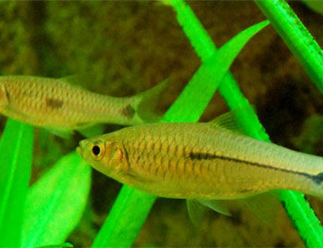 freshwater fish - pristella maxillaris - x-ray pristella tetra stocking in 26 gallons tank - I dont know the name of this fish. If anyone knows please inform me. ganeshkwt@yahoo.co.uk freshwater fish - pristella maxillaris - x-ray pristella tetra stocking in 26 gallons tank - I dont know the name of this fish. If anyone knows please inform me. ganeshkwt@yahoo.co.uk