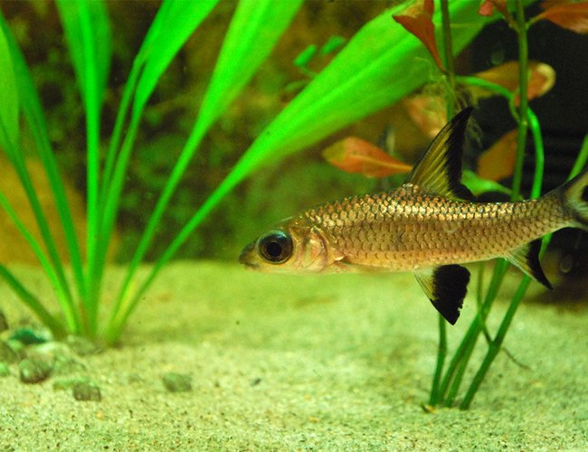 freshwater fish - balantiocheilus melanopterus - bala shark stocking in 26 gallons tank - My Shark freshwater fish - balantiocheilus melanopterus - bala shark stocking in 26 gallons tank - My Shark
