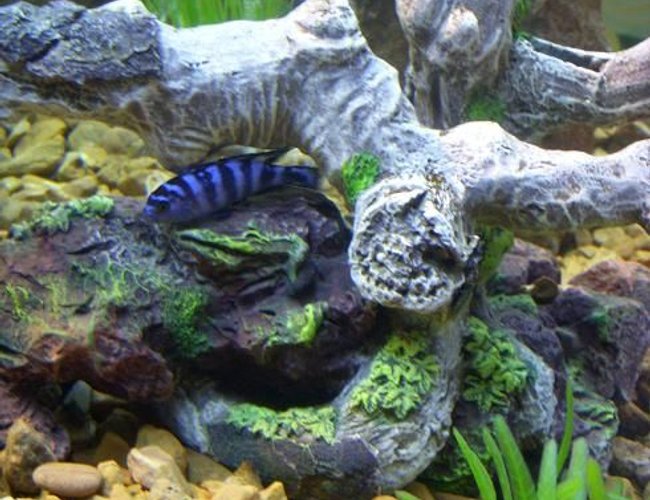freshwater fish - pseudotropheus demasoni - demasoni cichlid stocking in 225 gallons tank - pseudo demasoni freshwater fish - pseudotropheus demasoni - demasoni cichlid stocking in 225 gallons tank - pseudo demasoni