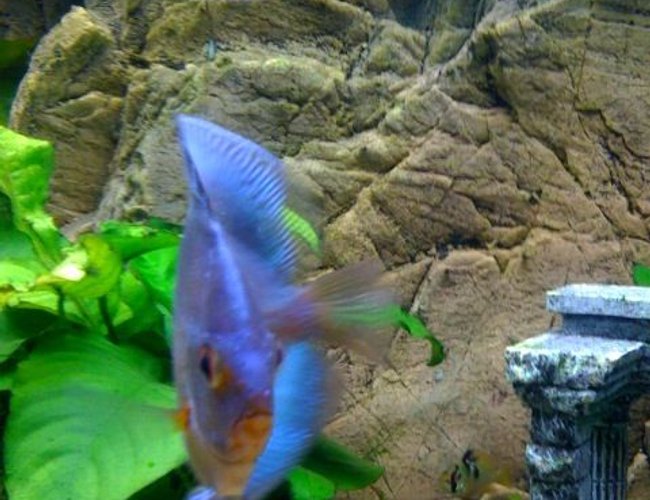 freshwater fish - symphysodon sp. - blue diamond discus stocking in 75 gallons tank - My Beautiful 4 inch + Blue diamond.
Very healthy looking freshwater fish - symphysodon sp. - blue diamond discus stocking in 75 gallons tank - My Beautiful 4 inch + Blue diamond.
Very healthy looking