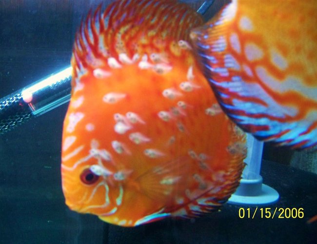 freshwater fish - symphysodon sp. - royal red discus stocking in 66 gallons tank - discus with young freshwater fish - symphysodon sp. - royal red discus stocking in 66 gallons tank - discus with young