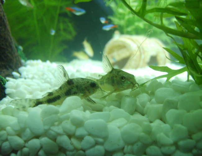 freshwater fish - corydoras paleatus - peppered cory cat stocking in 25 gallons tank - My peppered Corys Salt and Peppa sitting together peacefully freshwater fish - corydoras paleatus - peppered cory cat stocking in 25 gallons tank - My peppered Corys Salt and Peppa sitting together peacefully