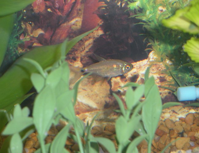 freshwater fish - hemigrammus ocellifer - head & tail light tetra stocking in 20 gallons tank - Head and Tail light Tetra freshwater fish - hemigrammus ocellifer - head & tail light tetra stocking in 20 gallons tank - Head and Tail light Tetra
