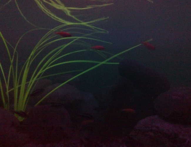 freshwater fish - hemigrammus erythrozonus - glowlight tetra stocking in 15 gallons tank - Under Blacklight.. u can see the GlowFish GLOW !! freshwater fish - hemigrammus erythrozonus - glowlight tetra stocking in 15 gallons tank - Under Blacklight.. u can see the GlowFish GLOW !!