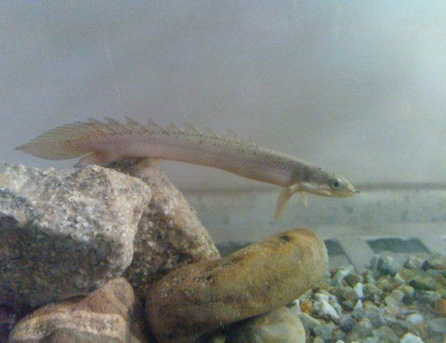 freshwater fish - polypterus senegalus - cuvier bichir stocking in 50 gallons tank - senegalus bichir freshwater fish - polypterus senegalus - cuvier bichir stocking in 50 gallons tank - senegalus bichir