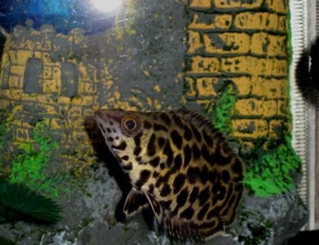 freshwater fish - ctenopoma acutirostre - leopard ctenopoma stocking in 46 gallons tank - This is my leopard ctenopoma hanging out by her castle which she shares with her friend the striped raphael catfish. freshwater fish - ctenopoma acutirostre - leopard ctenopoma stocking in 46 gallons tank - This is my leopard ctenopoma hanging out by her castle which she shares with her friend the striped raphael catfish.