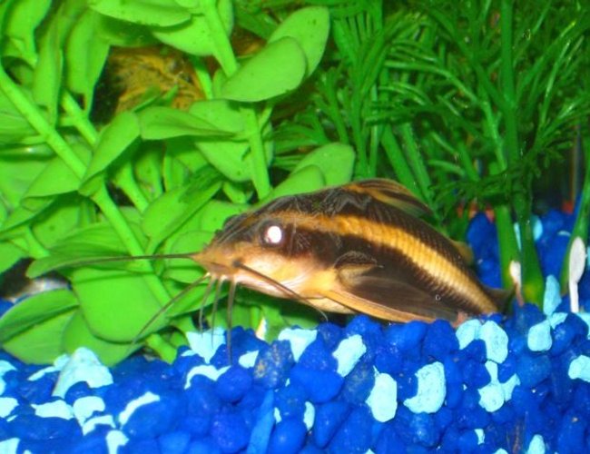 freshwater fish - platydoras costatus - striped raphael catfish stocking in 46 gallons tank - Here is my striped raphael catfish hanging out during the day which is pretty unusual for him... freshwater fish - platydoras costatus - striped raphael catfish stocking in 46 gallons tank - Here is my striped raphael catfish hanging out during the day which is pretty unusual for him...