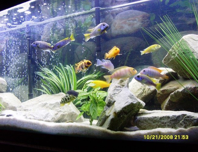 freshwater fish - pseudotropheus acei - acei cichlid stocking in 55 gallons tank - Colors! freshwater fish - pseudotropheus acei - acei cichlid stocking in 55 gallons tank - Colors!