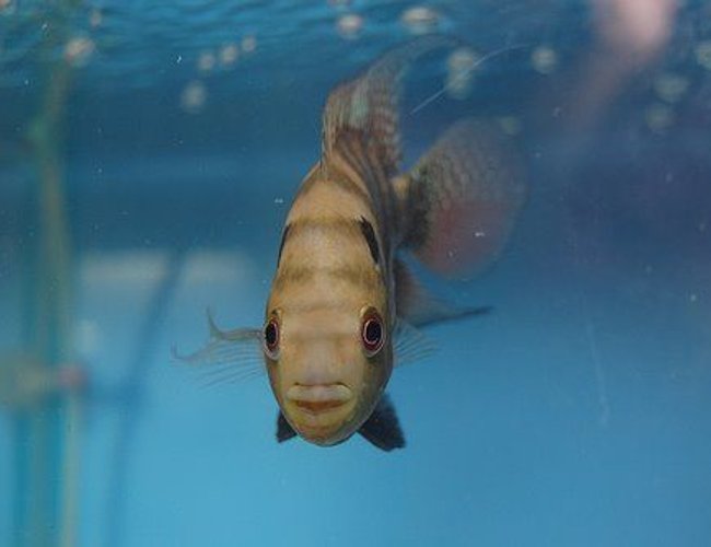freshwater fish - cichlasoma sp. - flower horn cichlid stocking in 38 gallons tank - Flower Horn Pluse Spotted freshwater fish - cichlasoma sp. - flower horn cichlid stocking in 38 gallons tank - Flower Horn Pluse Spotted