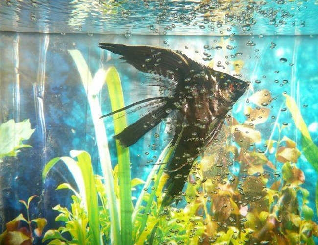 freshwater fish - pterophyllum sp. - black veil angel stocking in 50 gallons tank - angel freshwater fish - pterophyllum sp. - black veil angel stocking in 50 gallons tank - angel