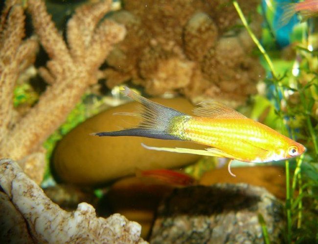 freshwater fish - xiphophorus helleri - hi fin lyretail swordtail stocking in 50 gallons tank - lary tail swordtail... freshwater fish - xiphophorus helleri - hi fin lyretail swordtail stocking in 50 gallons tank - lary tail swordtail...