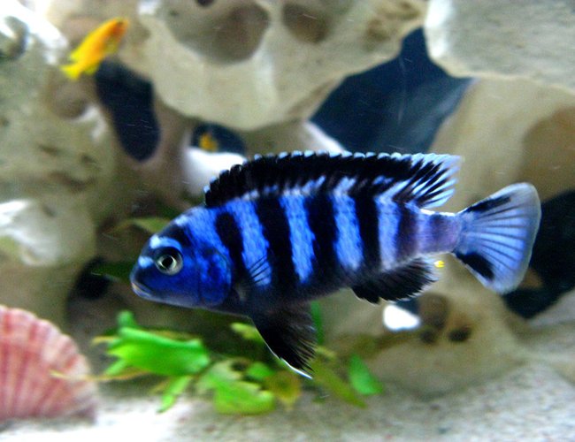 freshwater fish - pseudotropheus saulosi - saulos's mbuna stocking in 40 gallons tank - Pseudotropheus saulosi freshwater fish - pseudotropheus saulosi - saulos's mbuna stocking in 40 gallons tank - Pseudotropheus saulosi