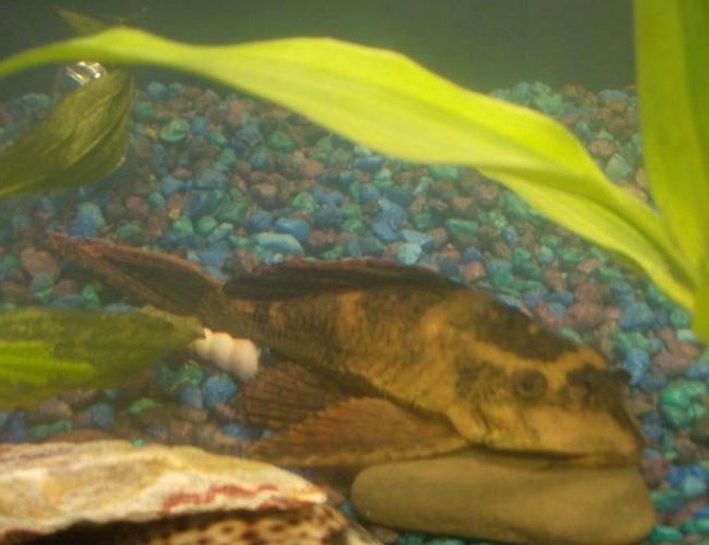 freshwater fish - pterygoplichthys scrophus - rhino pleco stocking in 20 gallons tank - This is our biggest pleco... hes not too active but he does his job.. freshwater fish - pterygoplichthys scrophus - rhino pleco stocking in 20 gallons tank - This is our biggest pleco... hes not too active but he does his job..