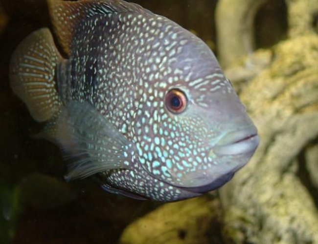 freshwater fish - herichthys cynoguttatus - texas cichlid stocking in 400 gallons tank - Texas Cichlid
Name: "JR" LOL Actually female.
Not nasty except when she wants to breed, and she only fancies "Kurgen" (a big dempsey) who doesn't like her much.
Likes to eat tiger barbs. freshwater fish - herichthys cynoguttatus - texas cichlid stocking in 400 gallons tank - Texas Cichlid
Name: "JR" LOL Actually female.
Not nasty except when she wants to breed, and she only fancies "Kurgen" (a big dempsey) who doesn't like her much.
Likes to eat tiger barbs.