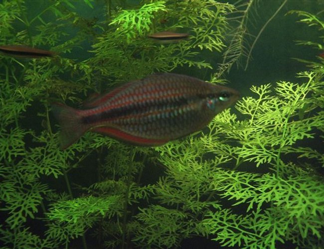 freshwater fish - glossolepis incisis - red irian rainbow stocking in 130 gallons tank - Red Rainbow Fish (juvenile) freshwater fish - glossolepis incisis - red irian rainbow stocking in 130 gallons tank - Red Rainbow Fish (juvenile)