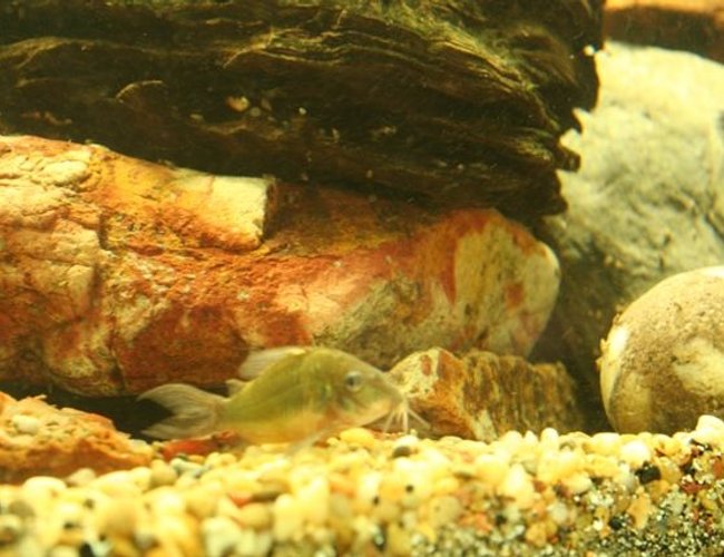 freshwater fish - brochis splendens - emerald green cory cat stocking in 250 gallons tank - cory cat freshwater fish - brochis splendens - emerald green cory cat stocking in 250 gallons tank - cory cat