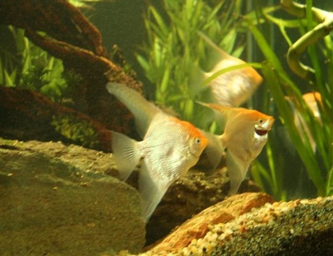 freshwater fish - pterophyllum sp. - white blushing angel stocking in 250 gallons tank - angel fish freshwater fish - pterophyllum sp. - white blushing angel stocking in 250 gallons tank - angel fish
