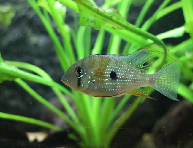 freshwater fish - acarichthys heckelii - thread-finned cichlid stocking in 350 gallons tank - Heckeli freshwater fish - acarichthys heckelii - thread-finned cichlid stocking in 350 gallons tank - Heckeli