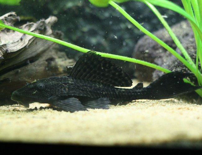 freshwater fish - glyptoperichthys gibbiceps - sailfin pleco (l-83) stocking in 350 gallons tank - Pleco freshwater fish - glyptoperichthys gibbiceps - sailfin pleco (l-83) stocking in 350 gallons tank - Pleco