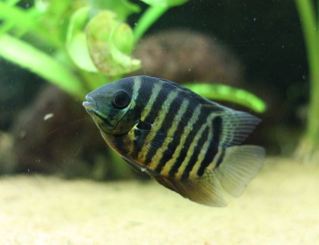 freshwater fish - heros serverus - green severum stocking in 350 gallons tank - Heros severum freshwater fish - heros serverus - green severum stocking in 350 gallons tank - Heros severum