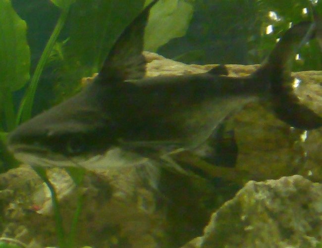 freshwater fish - pangasius suchi - hi-fin pangasius stocking in 100 gallons tank - jonty (hi fin pangasius) freshwater fish - pangasius suchi - hi-fin pangasius stocking in 100 gallons tank - jonty (hi fin pangasius)
