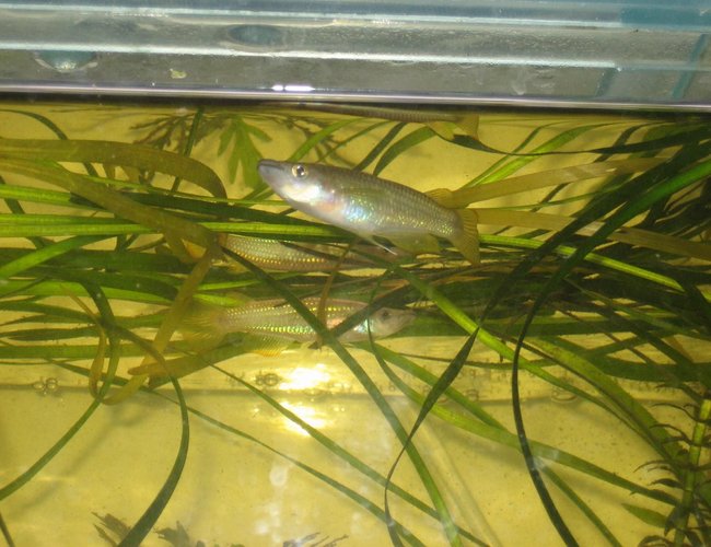 freshwater fish - pachypanchax playfairi - golden dream panchax killifish stocking in 400 gallons tank - Killie Fish freshwater fish - pachypanchax playfairi - golden dream panchax killifish stocking in 400 gallons tank - Killie Fish