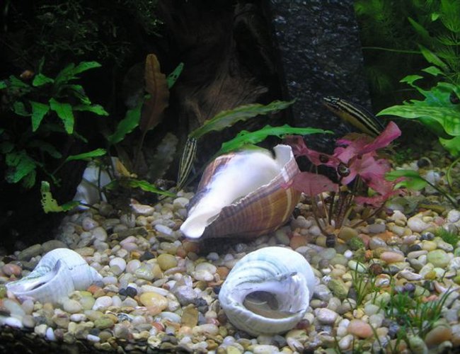 freshwater fish - julidochromis transcriptus - masked julie stocking in 46 gallons tank - Julidochromis that lives with the angelfish. freshwater fish - julidochromis transcriptus - masked julie stocking in 46 gallons tank - Julidochromis that lives with the angelfish.