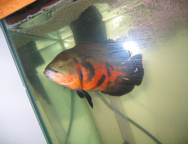 freshwater fish - astronotus ocellatus - red oscar stocking in 75 gallons tank - one-eyed captain jack; previous owner told me he used to fight a lot, but he's nothing like described freshwater fish - astronotus ocellatus - red oscar stocking in 75 gallons tank - one-eyed captain jack; previous owner told me he used to fight a lot, but he's nothing like described