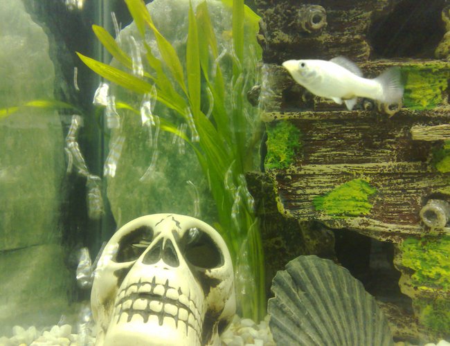 freshwater fish - poecilia velifera - platinum lyretail molly stocking in 100 gallons tank - Molly fish (female) freshwater fish - poecilia velifera - platinum lyretail molly stocking in 100 gallons tank - Molly fish (female)