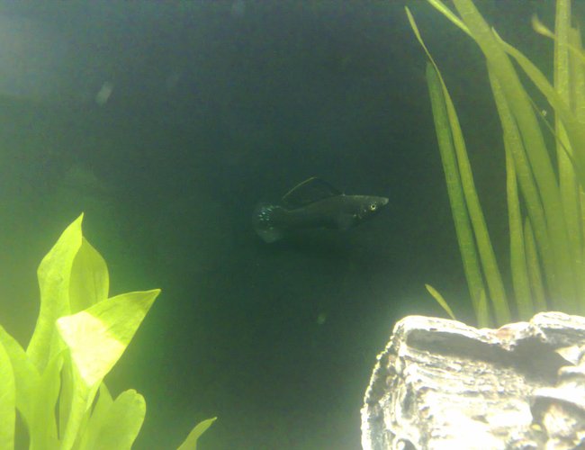 freshwater fish - poecilia latipinna - black molly stocking in 100 gallons tank - Black Molly fish (male) freshwater fish - poecilia latipinna - black molly stocking in 100 gallons tank - Black Molly fish (male)