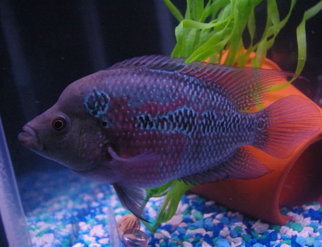 freshwater fish - cichlasoma sp. - flower horn cichlid stocking in 75 gallons tank - denis the menis
my flowerhorn freshwater fish - cichlasoma sp. - flower horn cichlid stocking in 75 gallons tank - denis the menis
my flowerhorn