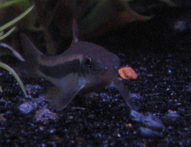 freshwater fish - crossocheilus siamensis - siamese algae eater stocking in 125 gallons tank - Flying Fox resting on the bottom freshwater fish - crossocheilus siamensis - siamese algae eater stocking in 125 gallons tank - Flying Fox resting on the bottom