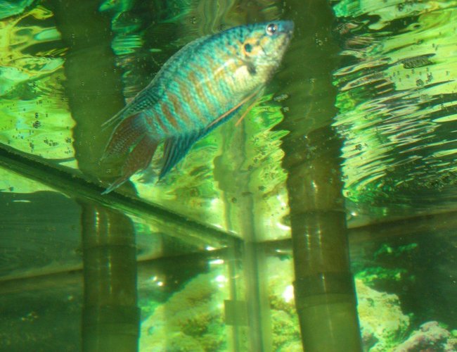 freshwater fish - macropodus opercularis - blue paradise stocking in 75 gallons tank - male paradise fish collecting food for female freshwater fish - macropodus opercularis - blue paradise stocking in 75 gallons tank - male paradise fish collecting food for female